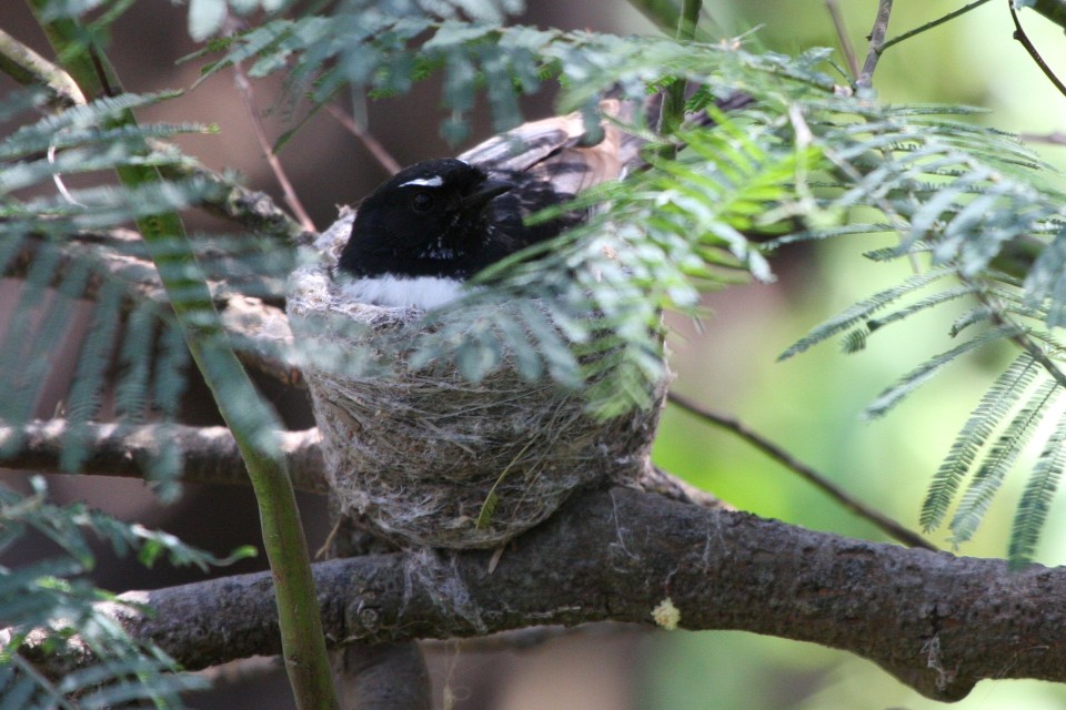 Willie Wagtail (Rhipidura leucophrys)